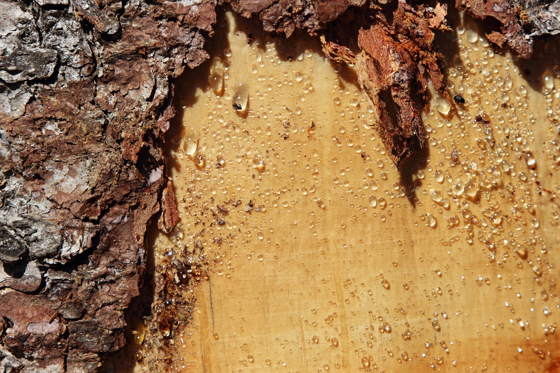tree-725809_1920