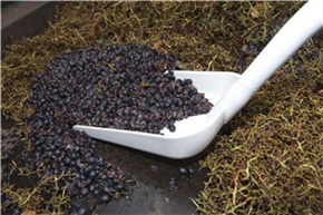 Vikan Ergonomische Schaufel, 380 x 340 x 90 mm, 1310 mm